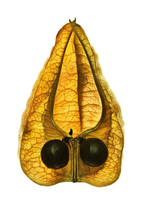 seeds-10 – Fubiz Media
