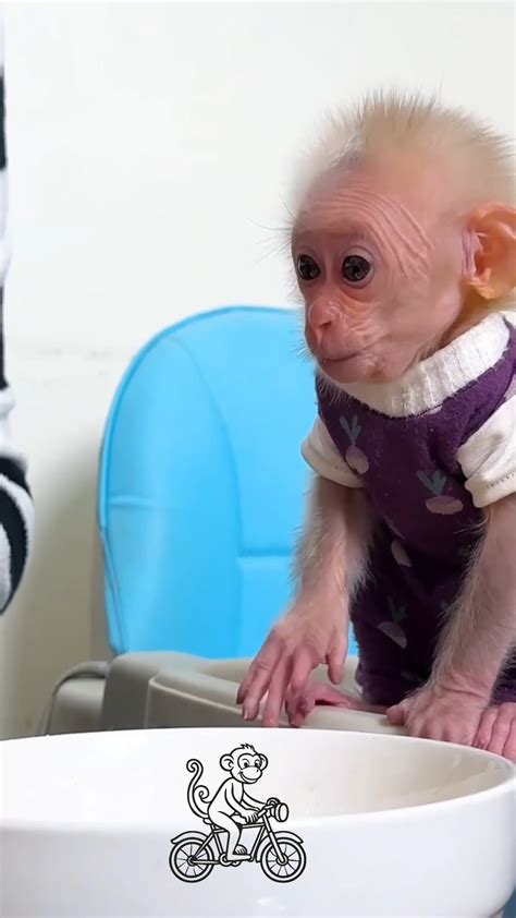 LaLa Monkey | Washington D.C. DC