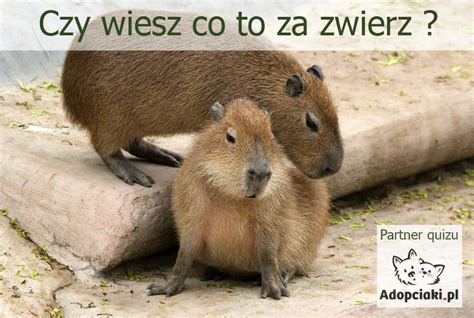 Czy Wiesz Co To Za Zwierz