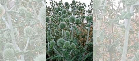 Мордовник шароголовый семена купить в Волжском | Товары для дома и дачи ...