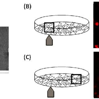 Confocal Representative Micrographs Of Mda Mb Cells Pre Incubated