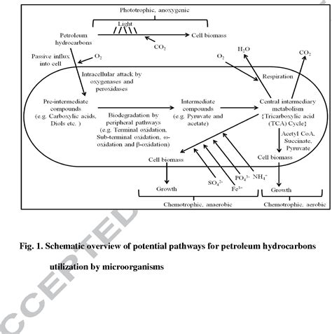 Figure From Microbial Degradation Of Petroleum Hydrocarbons