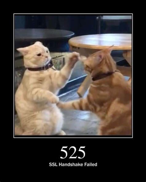 525 SSL Handshake Failed Cats