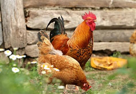 Urban Chickens: The Ultimate Guide on Raising Backyard Chickens