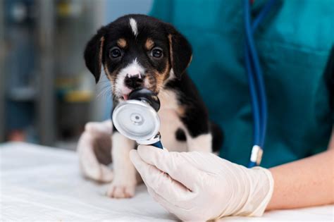 A Importância Do Check Up Veterinário Para A Saúde Animal