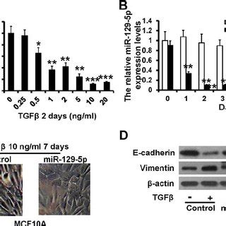 miR 129 5p inhibits TGF β induced EMT A and B RT qPCR analysis of the