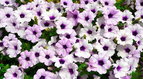 Cuidados B Sicos Para Cultivar Petunias Flores Y Plantas Iris