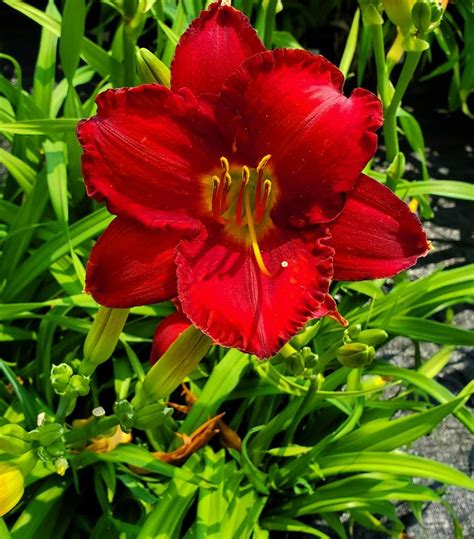 Chicago Apache Daylily — Gardens Of The World