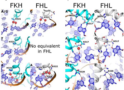 Figure From The Crystal Structure Of Human Forkhead Box N In Complex