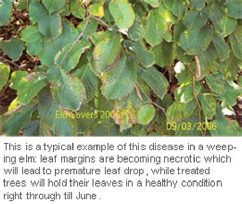 Elm Leaf Spot | Elmsavers