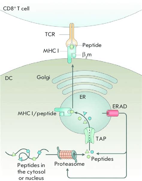 Cross Presentation Immunology