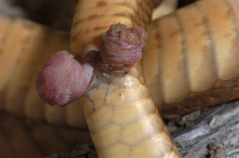 Alligators Are Always Erect, and More Weird Reptile Genitalia