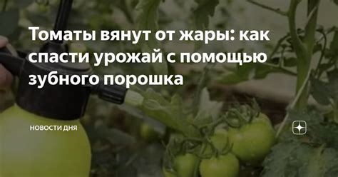 Томаты вянут от жары: как спасти урожай с помощью зубного порошка ...