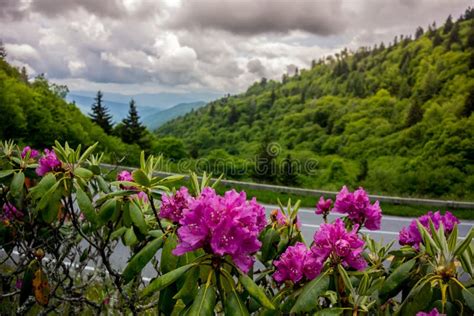 Blue Ridge Appalachian Mountains Spring Flowers Stock Photo - Image of ...