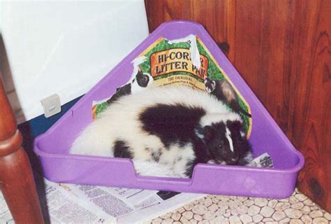 Skunk Haven™: Pet Skunks