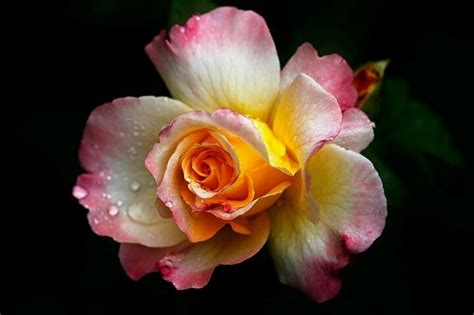 Love It Flower Garden Rose Flowers