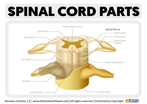 Parts Of The Spinal Cord