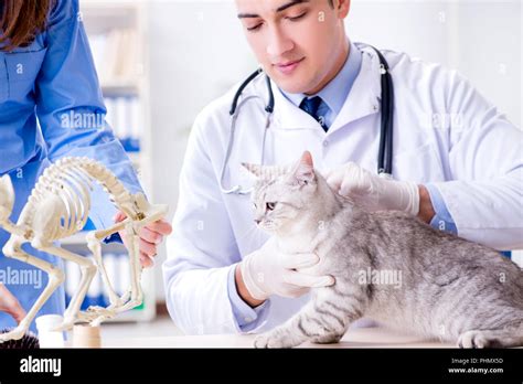 Cat Being Examining In Vet Clinic Stock Photo Alamy