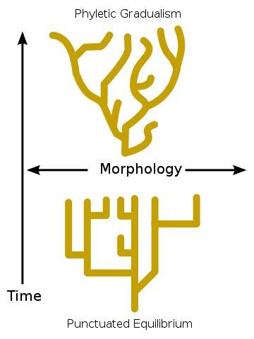 File:Punctuated-equilibrium.svg - Wikimedia Commons