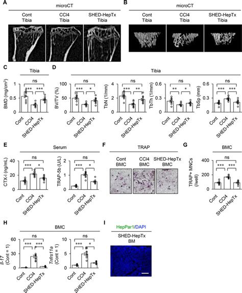 Shed Heptx Recovers Bone Density And Suppresses Osteoclast Download Scientific Diagram