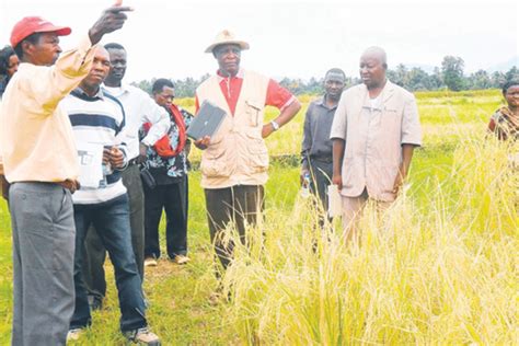 Higher Yielding Rice Varieties To Be Produced More Quickly The Citizen