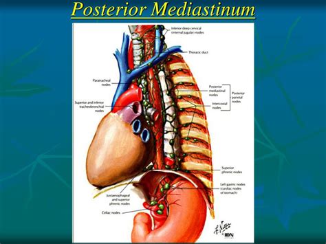 Ppt Mediastinum Powerpoint Presentation Free Download Id5617803