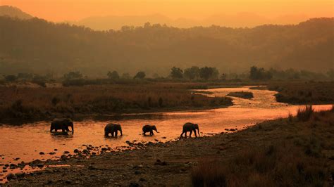 Elephants River Jim Corbett National Park India Bing 4K Preview | 10wallpaper.com