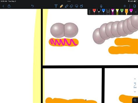 Bacteria Flashcards Quizlet