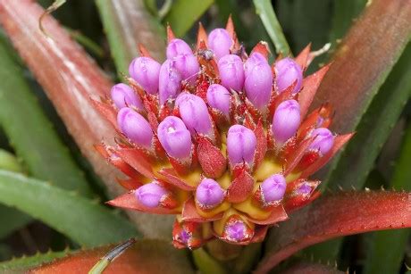 Blossom Aechmea Recurvata Found Brazil Uruguay Editorial Stock Photo