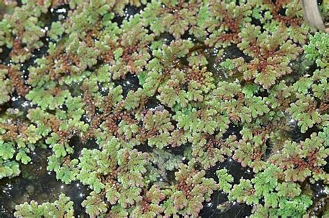 Azolla Filiculoides Lam Hoseito