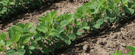 New Video Early Season Soybean Herbicide Injury Symptoms Integrated Pest And Crop Management