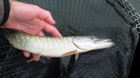 JE TROUVE LA NURSERIE à BROCHETS DU LAC brochet finessefishing