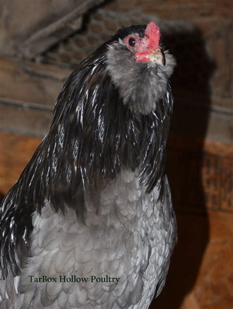 Black Ameraucana Large Fowl Chicks Tarbox Hollow Poultry