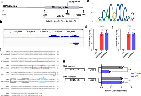 KLF11 binds to the GPX4 promoter region and represses its... | Download ... 