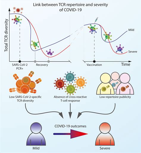 Frontiers Architecture Of The SARS CoV 2 Specific T Cell Repertoire