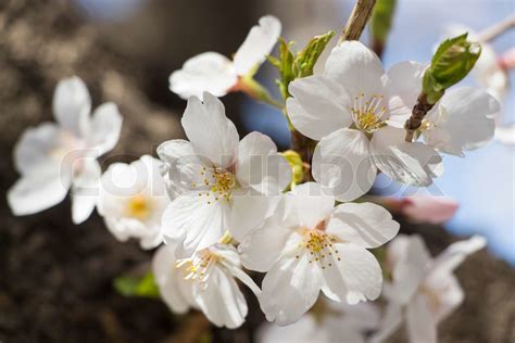 Japansk kirsebær blomster Sakura Stock foto Colourbox