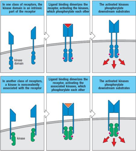 Chapter 7 Lymphocyte Receptor Signalling Flashcards Quizlet