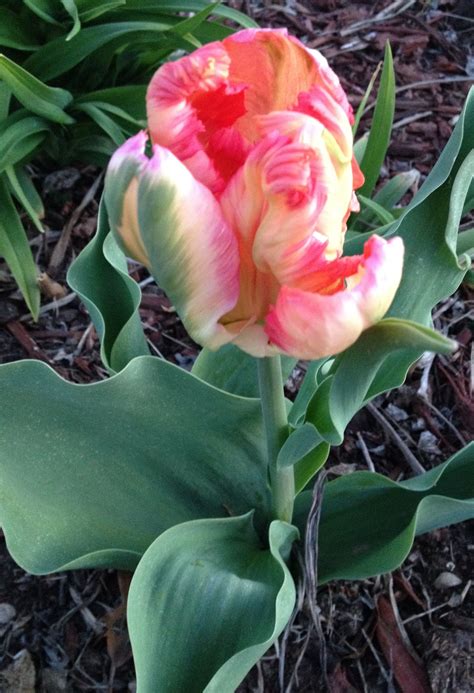 Apricot Parrot Tulip Beautiful Flowers Parrot Tulips Tulips