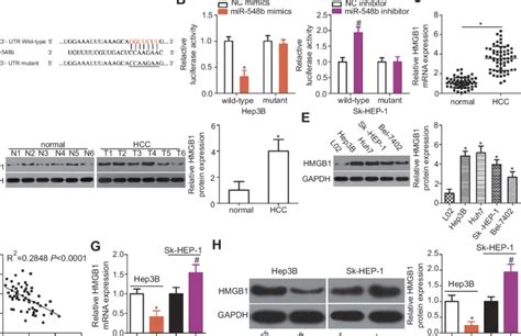 Hmgb Mrna Is A Direct Target Of Mir B In Hepatocellular Carcinoma