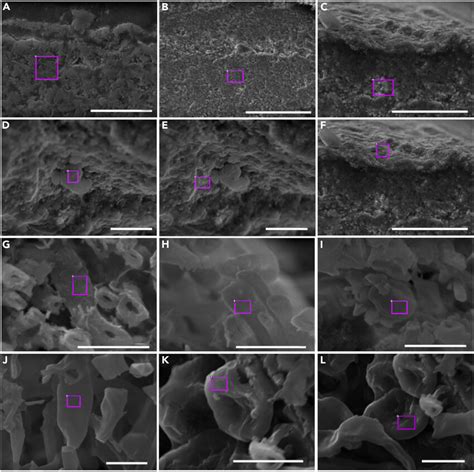 Scanning Electron Microscopy SEM With Energy Dispersive X Ray