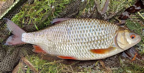 Silver fish – Roach, Rudd and Dace - Fishing in Wales