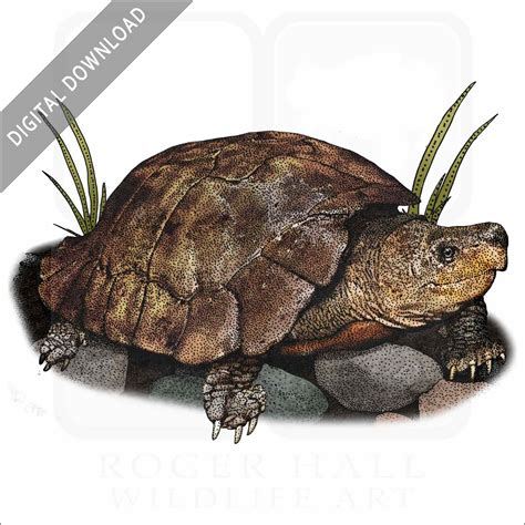 Philippine Forest Turtle - Signed Fine Art Print