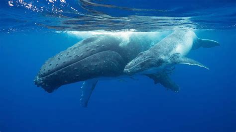 Where to Swim with Whales and Whale Sharks - Oceanic Society