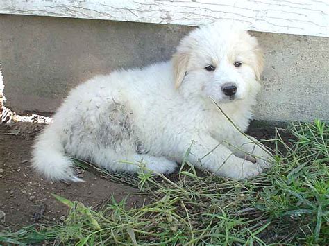 Great Pyrenees Puppies - Health | Care | Profile | Traits | Grooming ...