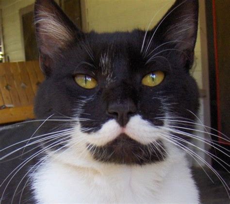 Cats With Mustaches This Is Too Funny Crazy Cat Pictures Mustache Cat Fancy Cats