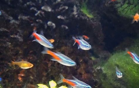 How Many Neon Tetras In A Gallon Tank The Aquarium Guide