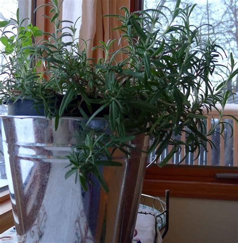 How to Grow Rosemary Indoors? – The Housing Forum