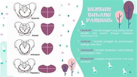 Anatomi Fisiologi Sistem Rangka Tulang Panggul Beserta Bentuk Dan