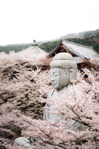 Nara Cherry Blossoms - 9 Best Spots • Just One Cookbook