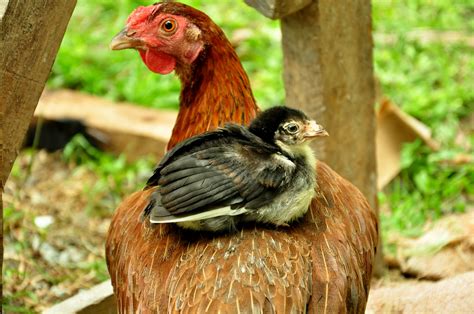 How to Start Raising Chickens For Eggs - Baby Chicks Versus Adult Hens - Champagne and Mudboots